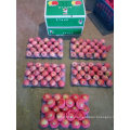 Nueva cosecha de Qinguan Apple está llegando